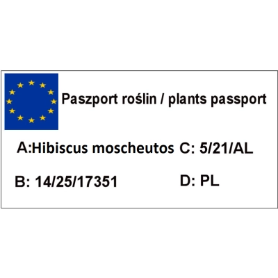 Hibiskus bagienny 'Hibiscus moscheutos' Pink Chocolate